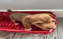 Jack Russell dogs for sale: Miniature Jack Russell’s   - Image 19