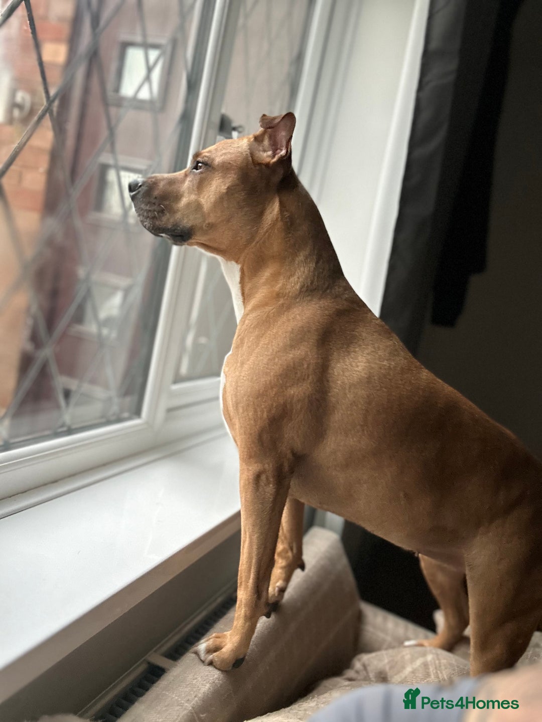 Mixed Breed dogs for sale: Rehome Bonnie  - Advert 10