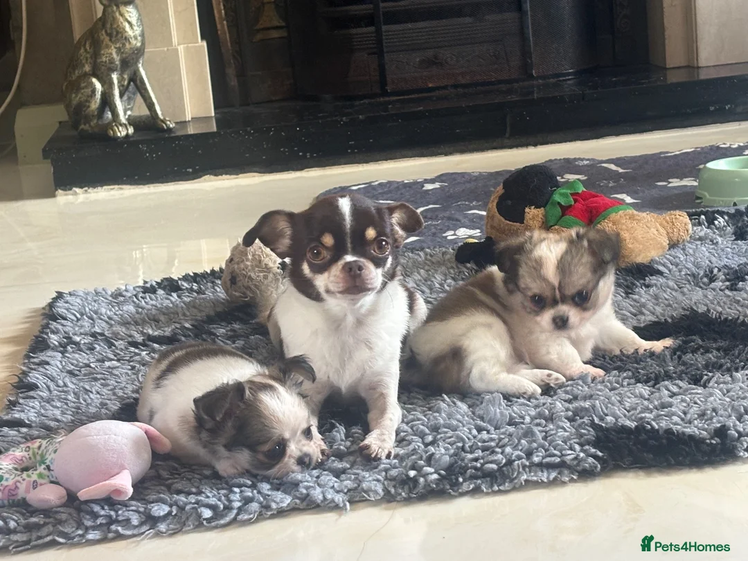 Pomchi dogs for sale: Beautiful female pomchi - Advert 1