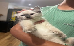 Ragdoll cats for sale: Last few Ragdoll Kittens—price reduced  - Image 17