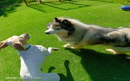 Mixed Breed dogs for adoption: ANJO  - Image 3