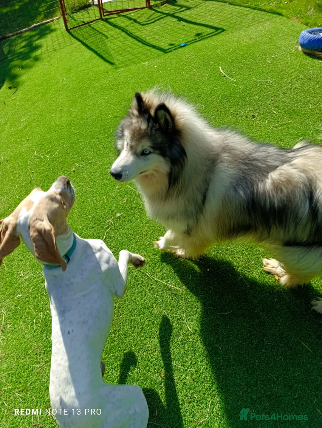 Mixed Breed dogs for adoption: ANJO  - Advert 3