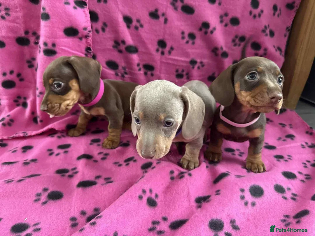 Miniature Dachshund dogs for sale: BEAUTIFUL MINIATURE DACHSHUND PUPPIES in Sunderland - Advert 3
