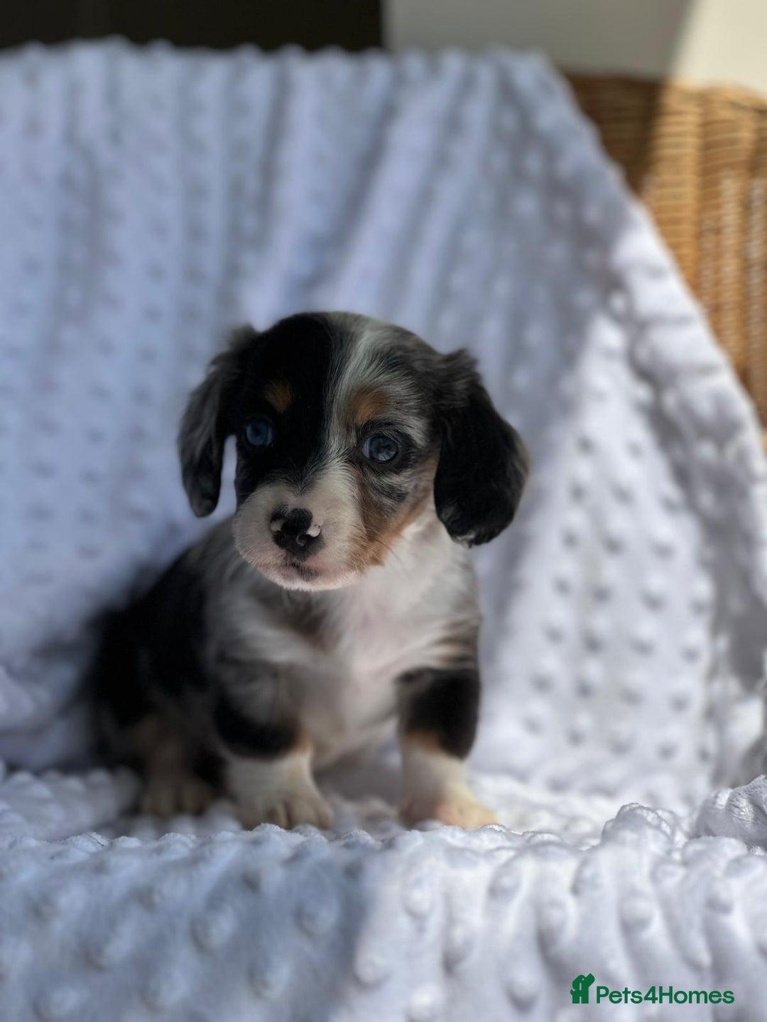 Miniature Dachshund dogs for sale: Miniature Dachshund Puppies  - Image 4