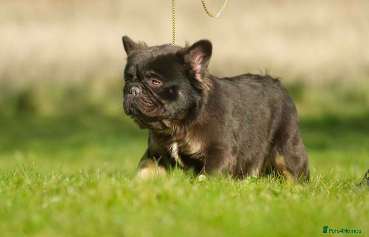 French Bulldog dogs NOODLE Choc & Tan Fluffy in Newcastle upon Tyne - Advert 23