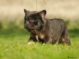 French Bulldog dogs NOODLE Choc & Tan Fluffy in Newcastle upon Tyne - Advert 17