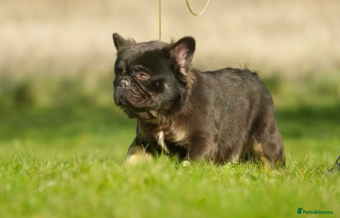 French Bulldog dogs for stud: NOODLE Choc & Tan Fluffy in Newcastle upon Tyne - Advert 1