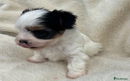Biewer Terrier dogs for sale: Beautiful biewer terrier puppies 🩷 - Image 9