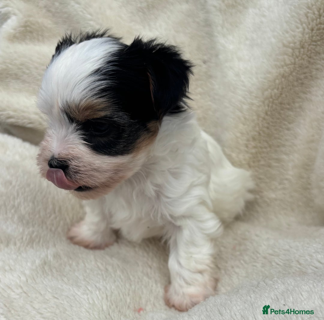 Biewer Terrier dogs for sale: Beautiful biewer terrier puppies 🩷 - Image 9