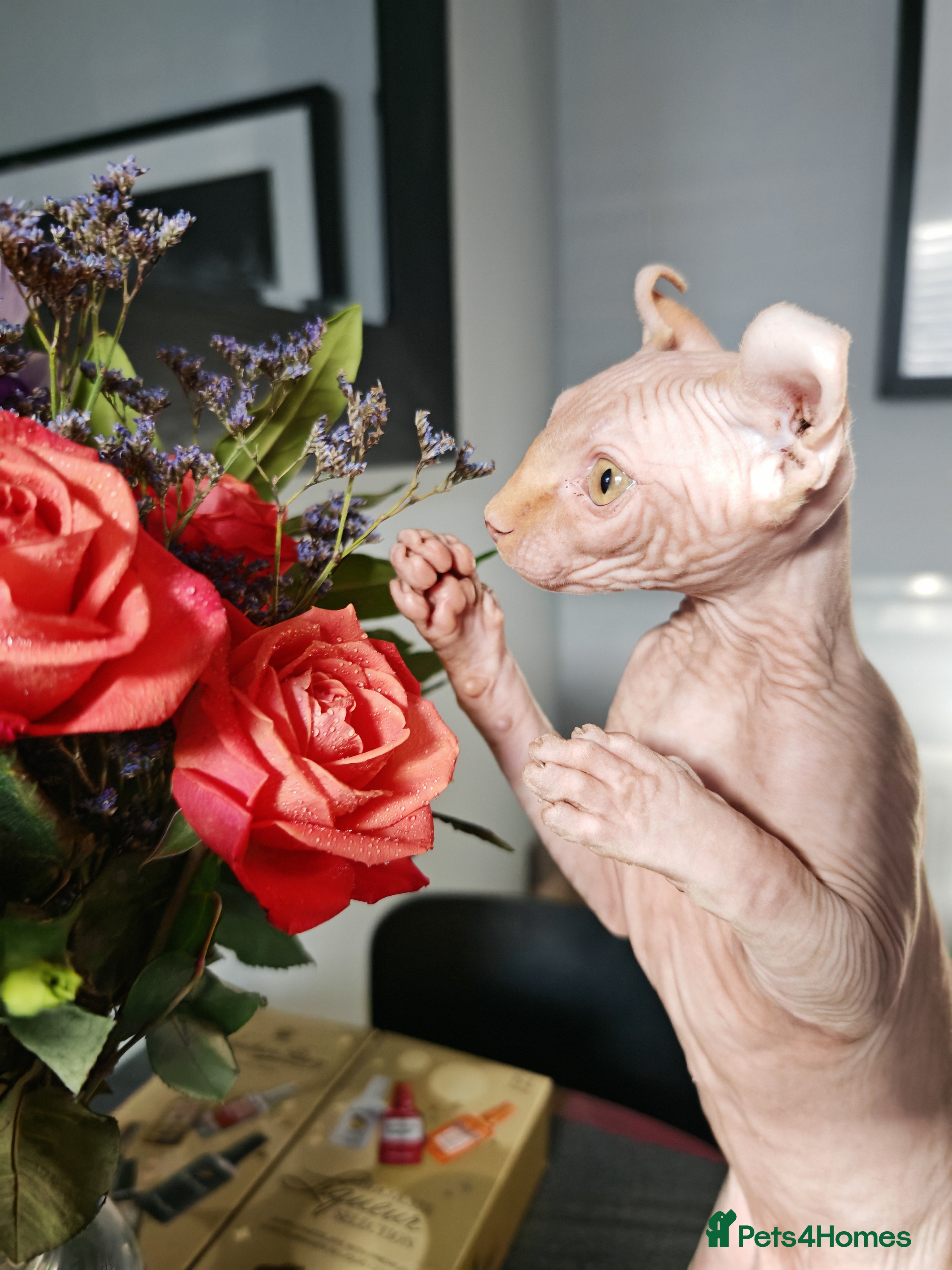 Sphynx cats Last Elf Boy left! READY NOW - Advert 9