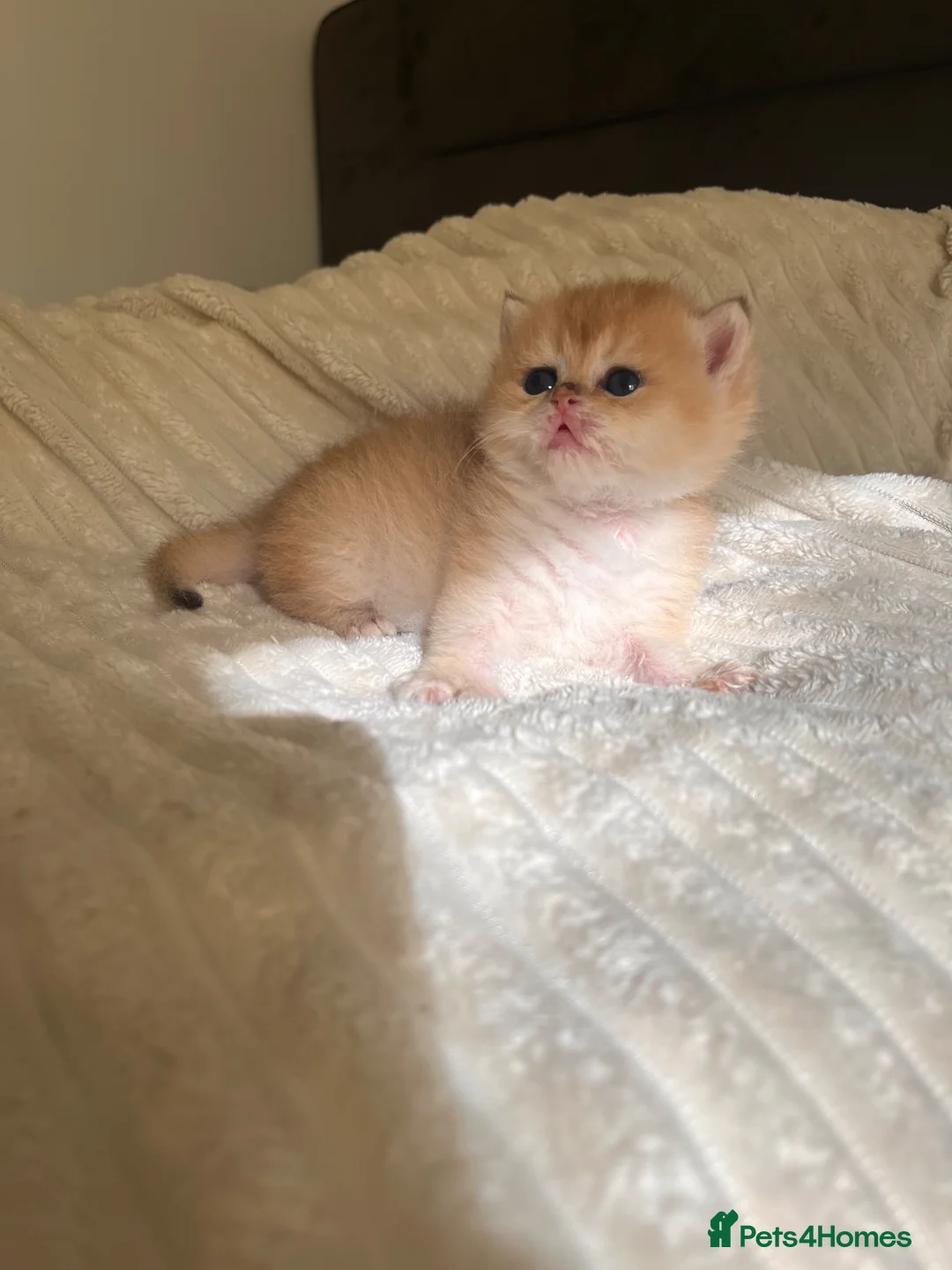 British Shorthair cats for sale: Scrumptious GCCF Reg NY12 Chinchilla Girl  - Advert 1