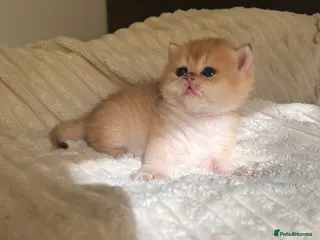 British Shorthair cats Scrumptious GCCF Reg NY12 Chinchilla Girl - Advert 1