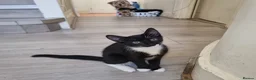 Domestic Shorthair cats for sale: Black and Tuxedo Kittens in London - Advert 10