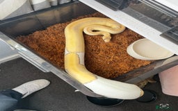 Python Snake reptiles for sale: Royal pythons for sale - Advert 2