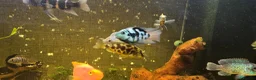 Cichlids fish for sale: Fish for sale  - Advert 5