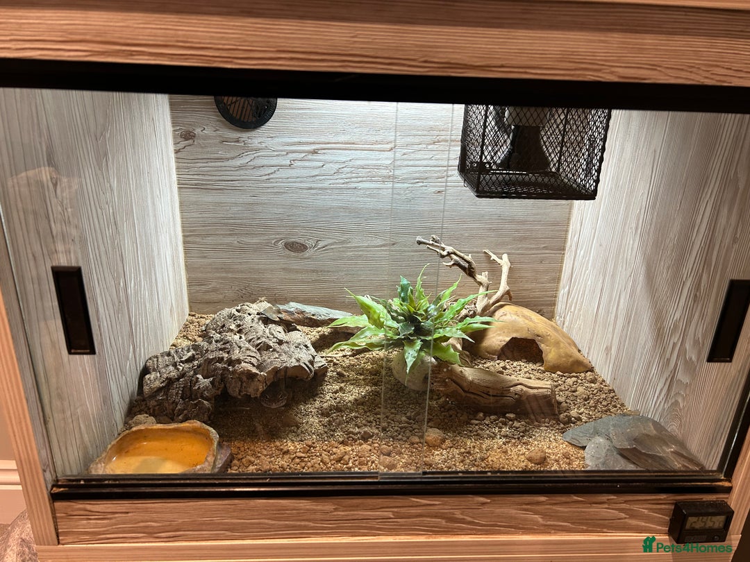 Leopard Gecko reptiles for sale: Leopard Gecko and Viv for Sale - Image 4