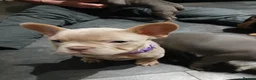French Bulldog dogs for sale: French bulldogs puppies  - Advert 6