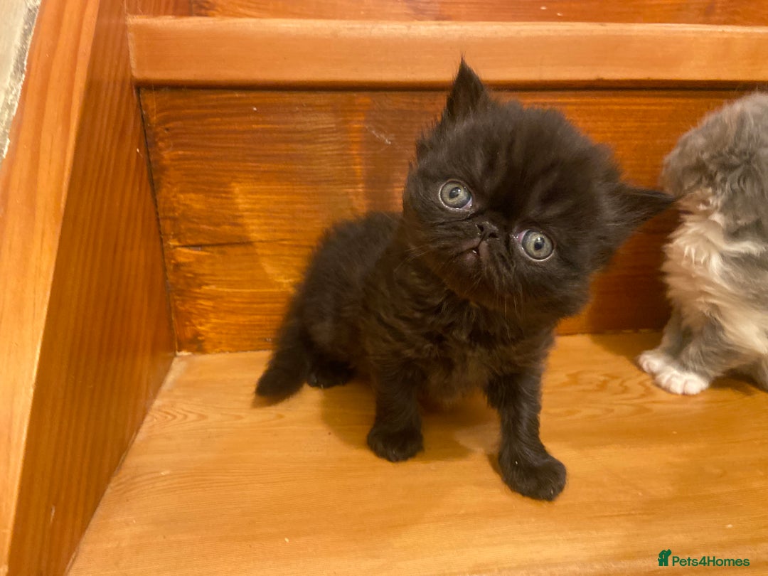 Persian cats for sale: Stunning pedigree Persian kittens - Advert 19