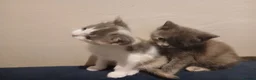 British Shorthair cats for sale: British shorthair kittens - Advert 4