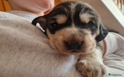 Cockerdor dogs for sale: Stunning Tri-coloured Cockerdors - Image 15