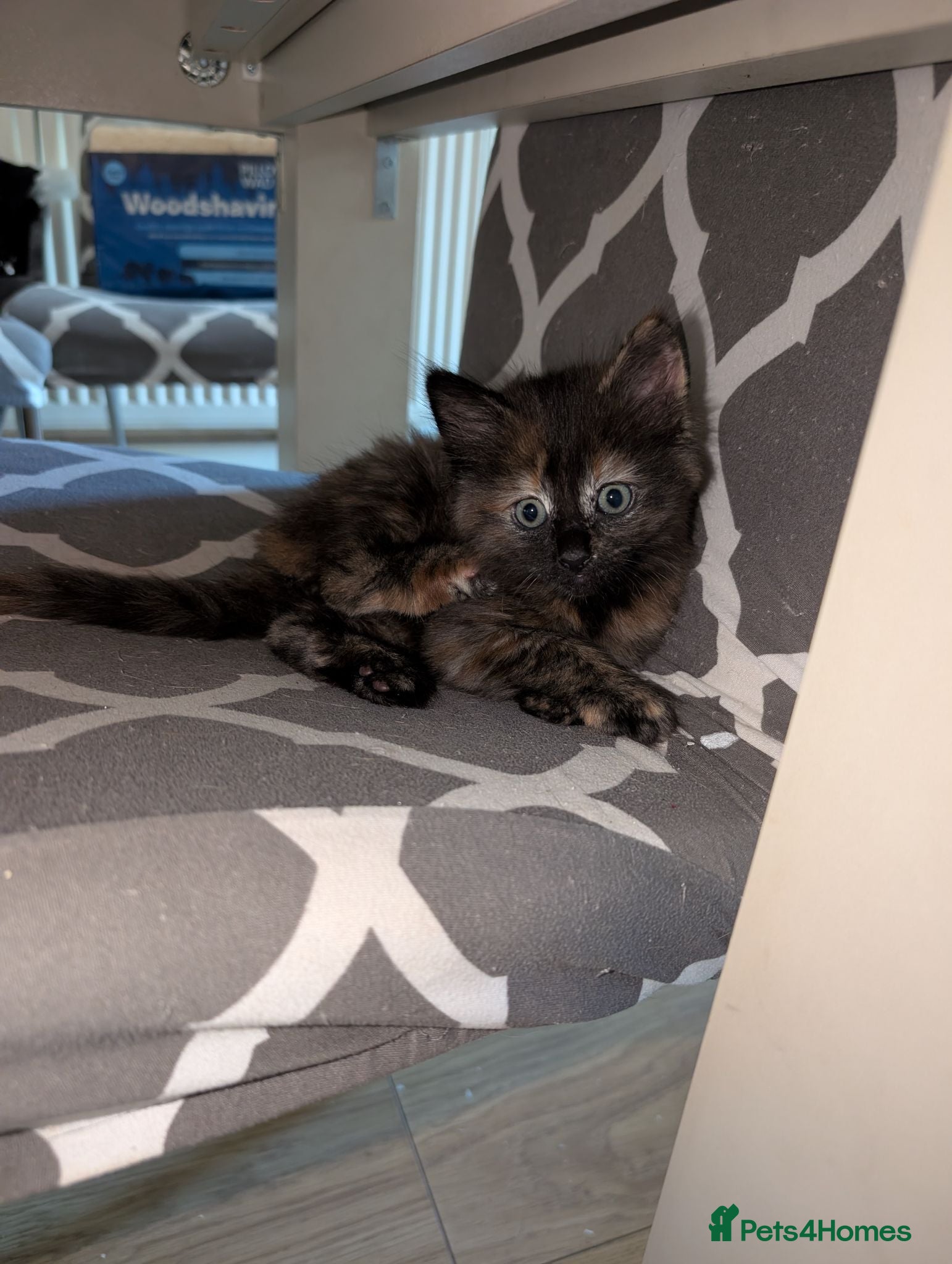 Mixed Breed cats 1 kitten remaining  - Advert 17