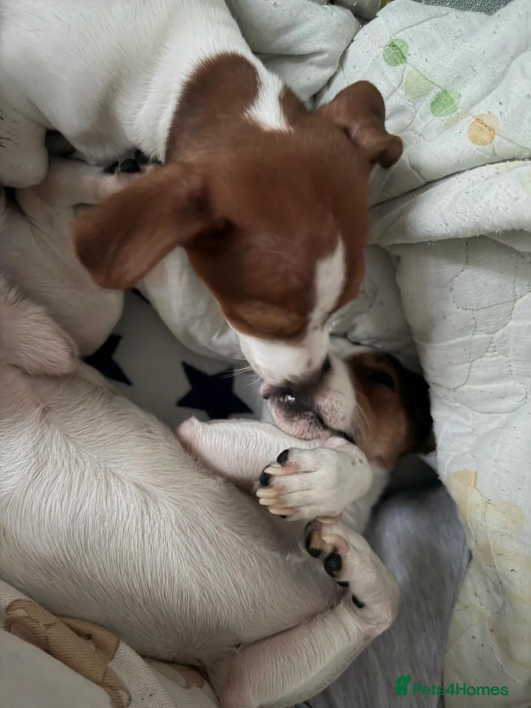 Jack Russell dogs for sale: Stunning Miniature Jack Russell Puppies!!! - Advert 6