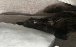 RagaMuffin cats for sale: Cat, Oreo - Advert 7