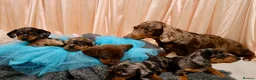 Dachshund dogs for sale: Adorable Dachshund Puppies Ready for Forever Homes - Advert 14