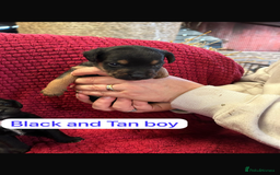 Patterdale Terrier dogs for sale: Quality Patterdale Terrier Puppies  - Advert 5