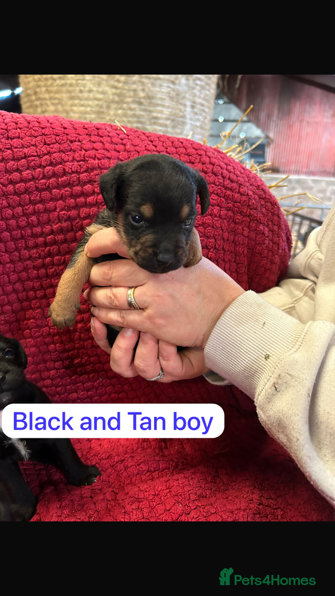 Patterdale Terrier dogs for sale: Quality Patterdale Terrier Puppies  - Advert 5