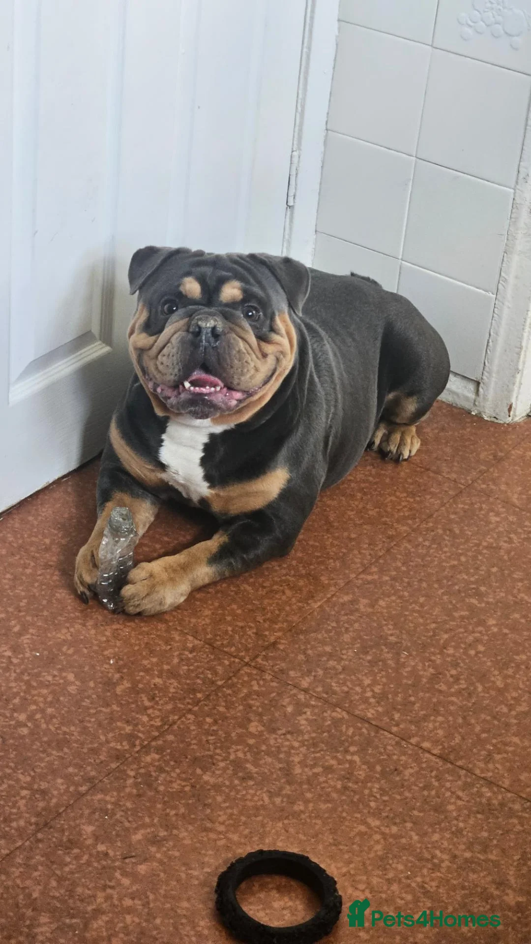 English Bulldog dogs for sale: 3 year old New England Bulldog - Advert 5