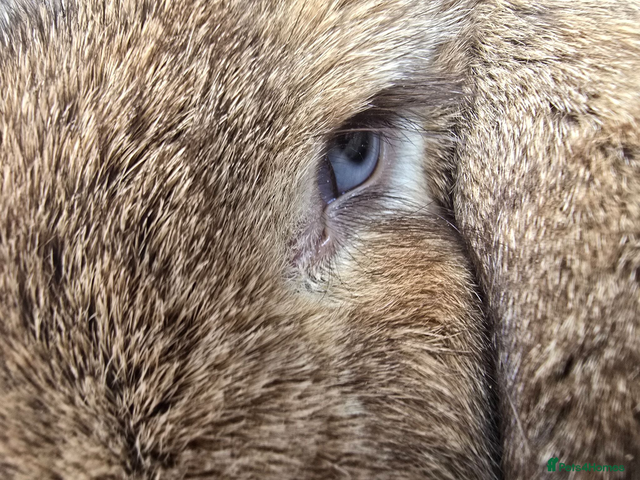 French Lop rabbits VM Pedigree french lop - Advert 2