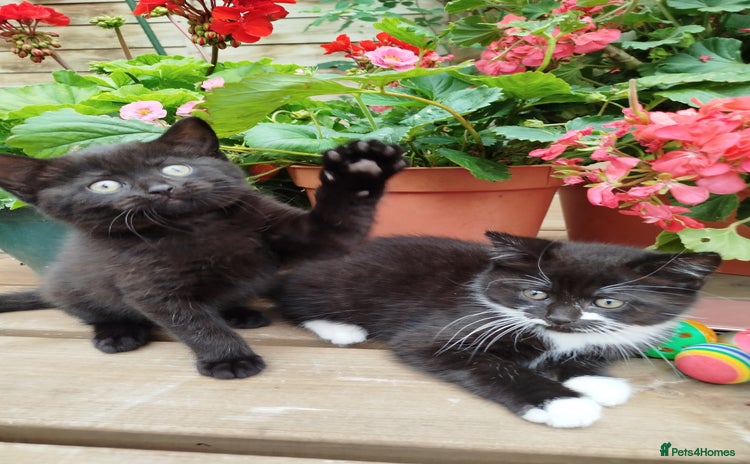 British Shorthair cats - Advert 12