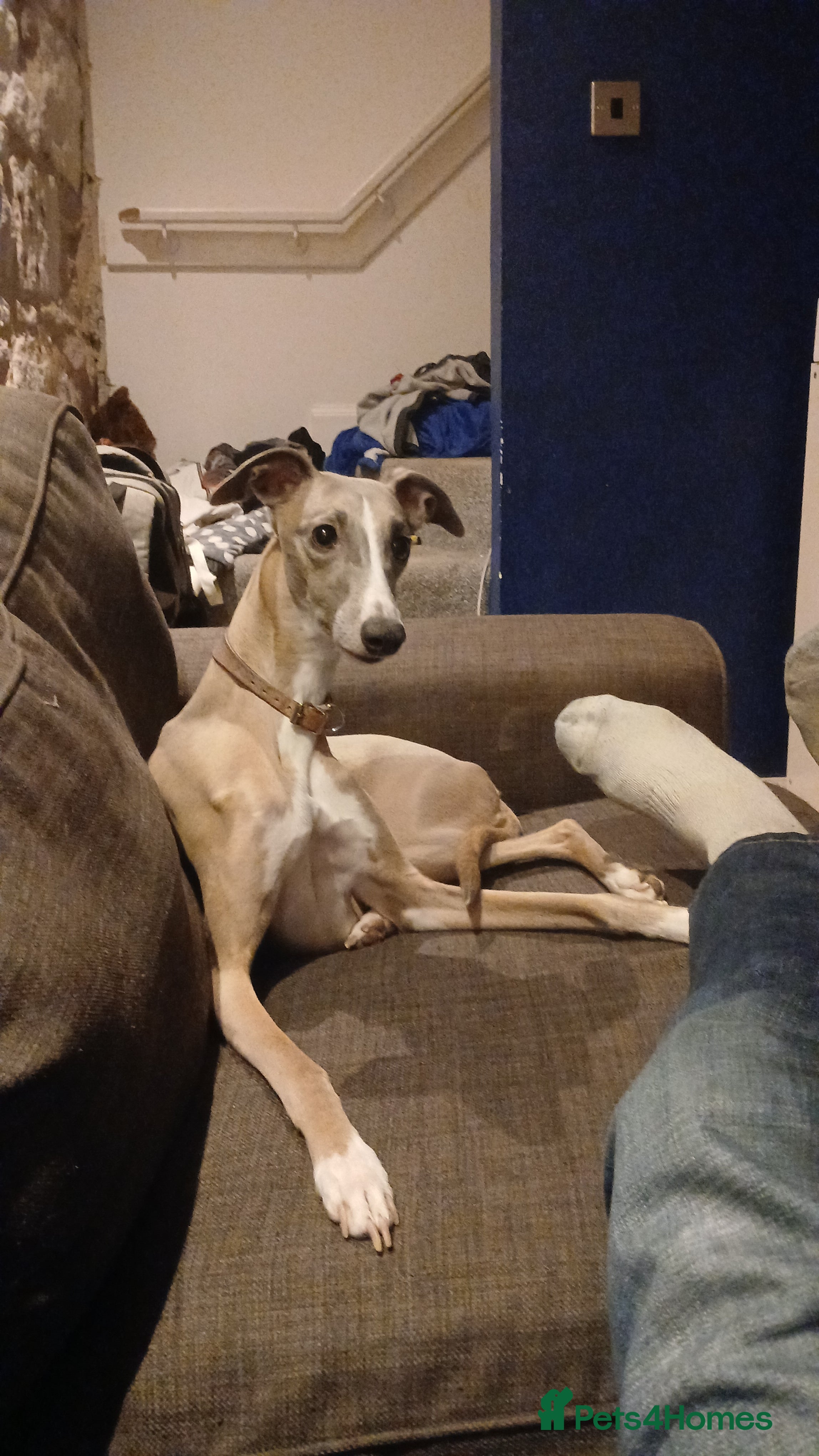 Whippet dogs 4yr old whippet bitch - Advert 3