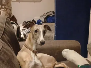 Whippet dogs 4yr old whippet bitch - Advert 3