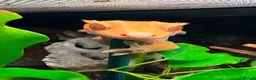 Mixed Breed invertebrates for sale: Breeding Pair Of Crested Geckos in Mansfield - Advert 1
