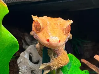 Mixed Breed invertebrates Breeding Pair Of Crested Geckos - Advert 3