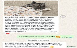 British Shorthair cats for sale: Your Furry Fantasy Awaits! - Image 30