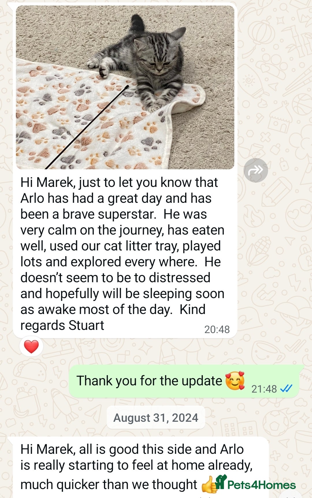 British Shorthair cats for sale: Your Furry Fantasy Awaits! - Image 30