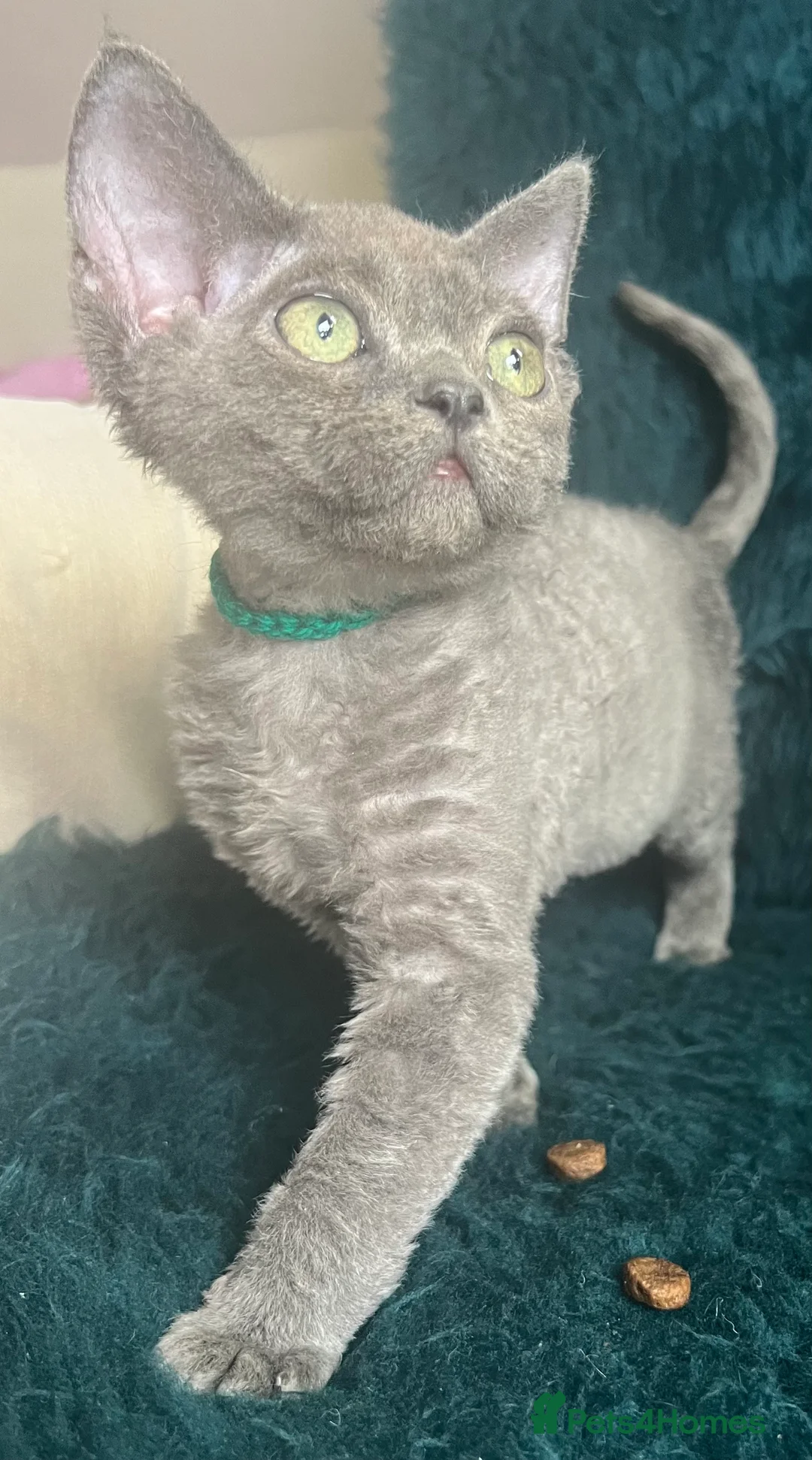 Devon Rex cats for sale: Devon Rex kittens  - Advert 9