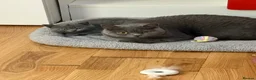 British Shorthair cats for sale: British shorthair kittens “Ready now” - Advert 6
