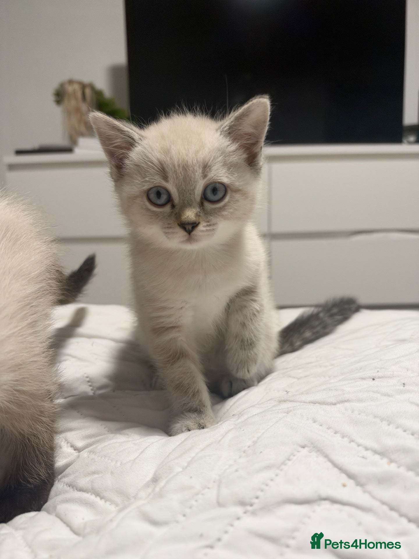 Ragdoll cats Siamese X Ragdoll Kittens - Advert 11