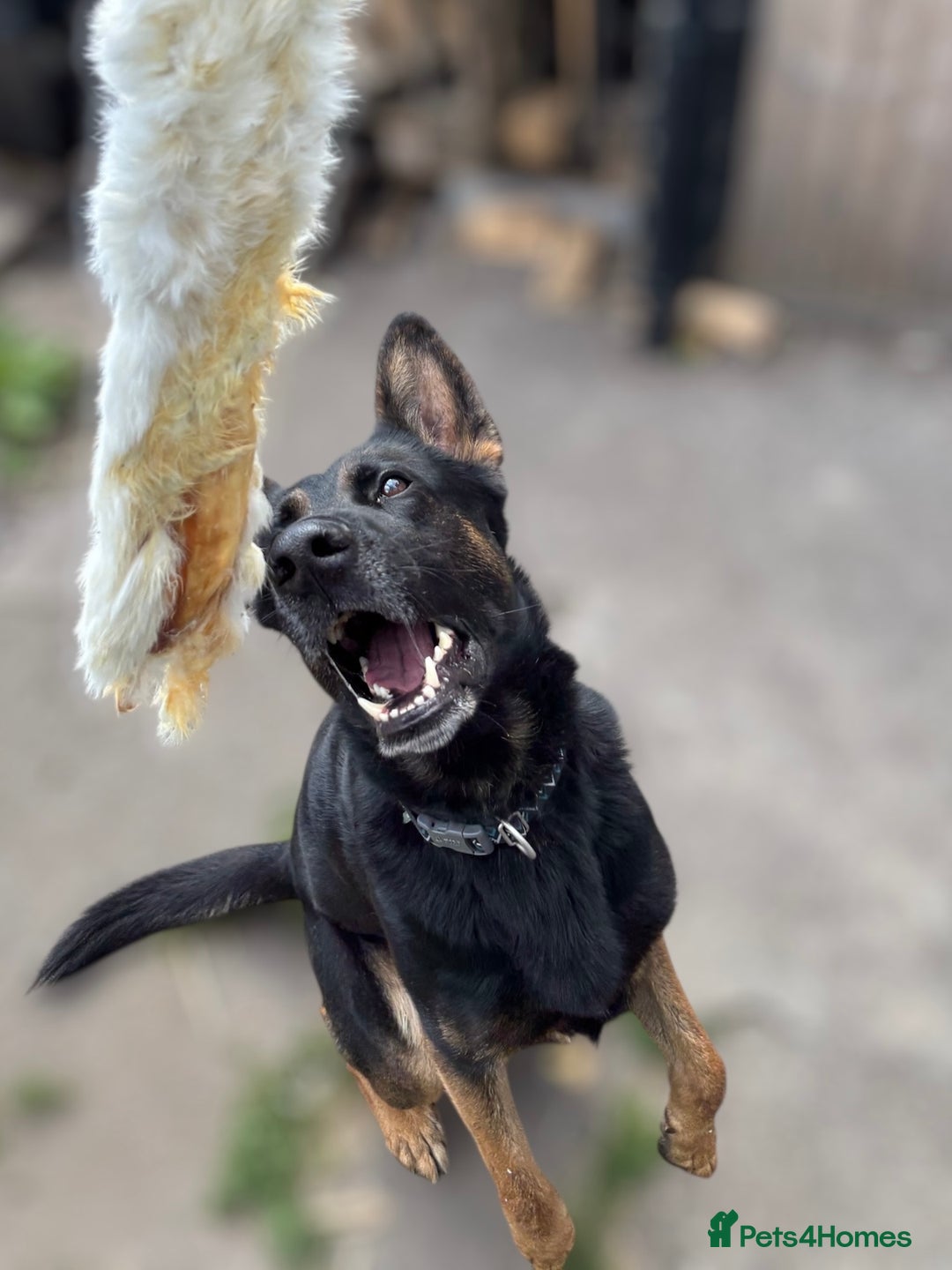 Mixed Breed dogs for sale: Loki - Belgian Malinois x German Shepherd - Intact - Advert 1