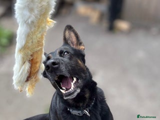 Mixed Breed dogs Loki - Belgian Malinois x German Shepherd - Intact - Advert 14