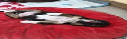 Lhasa Apso dogs for sale: Tibetan Lhasa Apso Brindle Puppies - Advert 5
