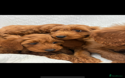 Labradoodle dogs for sale: LICENSED BREEDER F2b mini labradoodles - Image 11