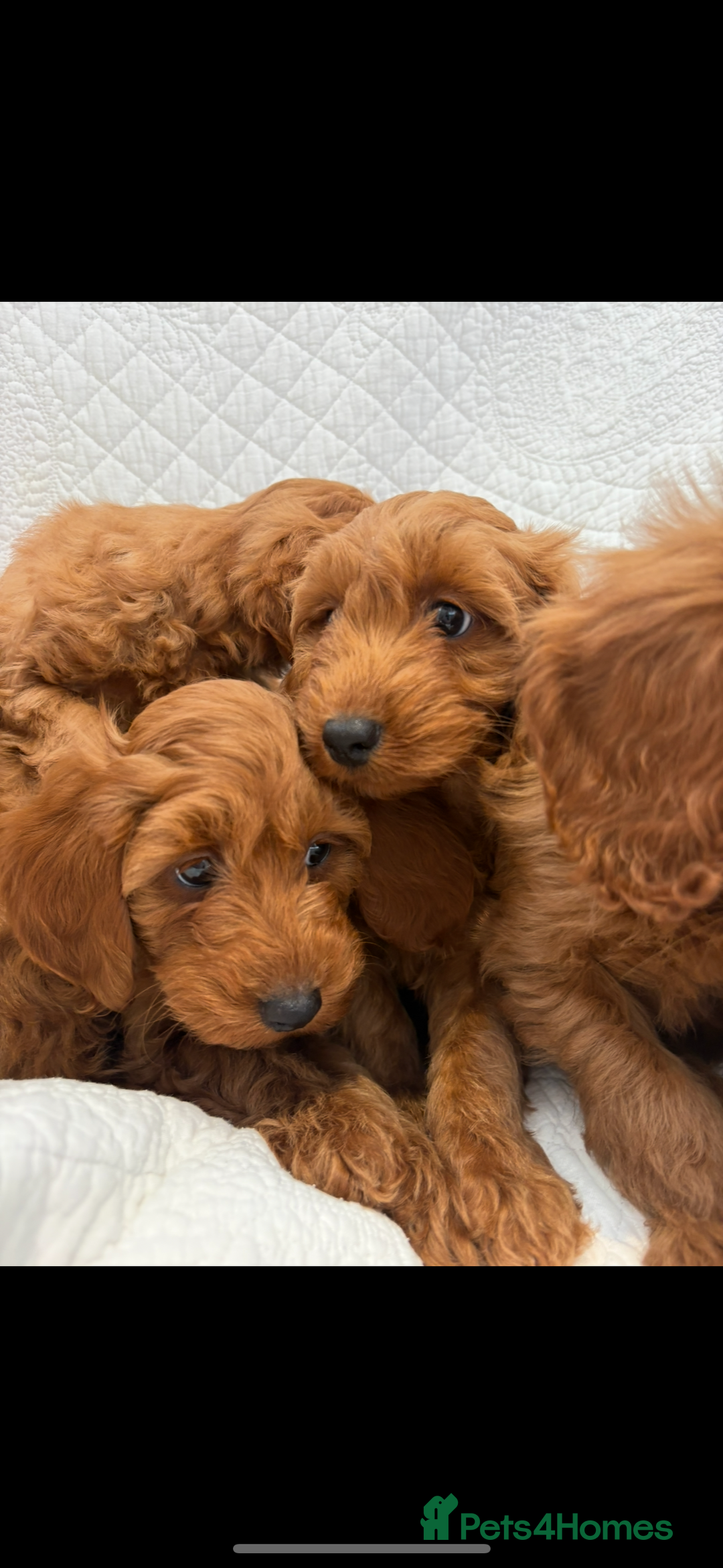 Labradoodle dogs for sale: LICENSED BREEDER F2b mini labradoodles - Image 11