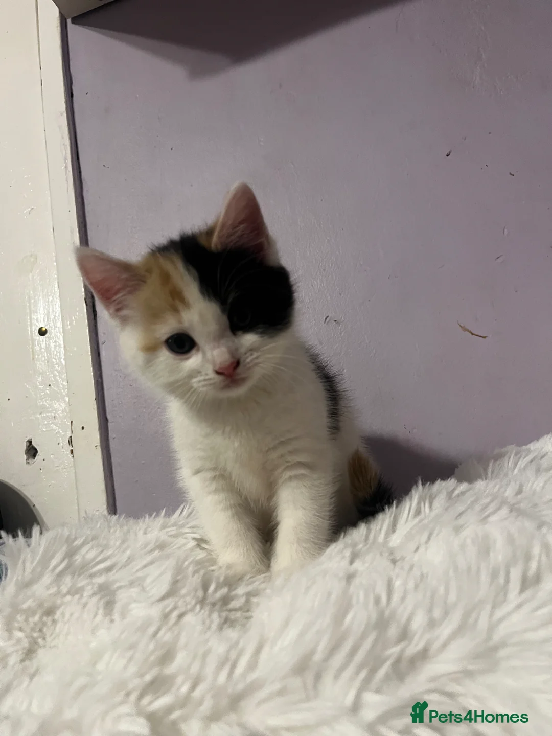 Mixed Breed cats for sale: 4 beautiful kittens ready to leave  - Advert 2