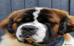 Saint Bernard dogs for stud: Stunning KC reg saint Bernard for stud.  in Chester - Image 6