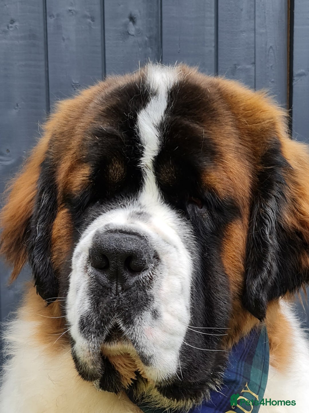 Saint Bernard dogs for stud: Stunning KC reg saint Bernard for stud.  in Chester - Image 6